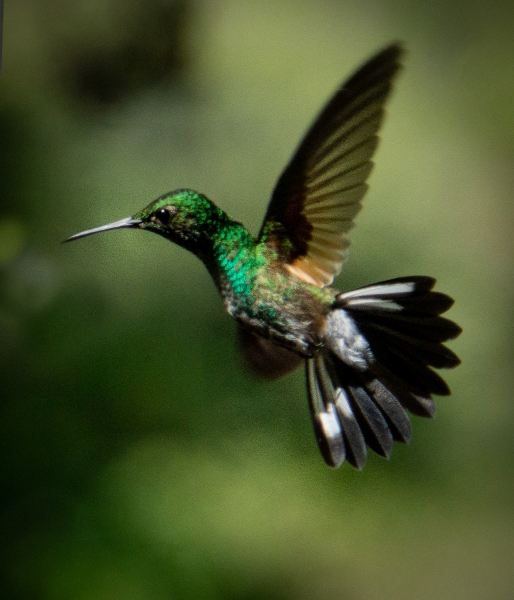 Costa Rica-9768