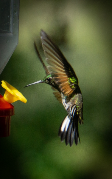 Costa Rica-9769