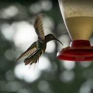 Costa Rica-0205