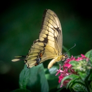 Costa Rica-0292