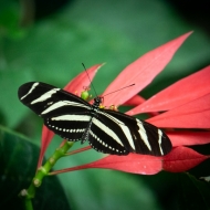 Costa Rica-0399