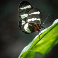 Costa Rica-0497