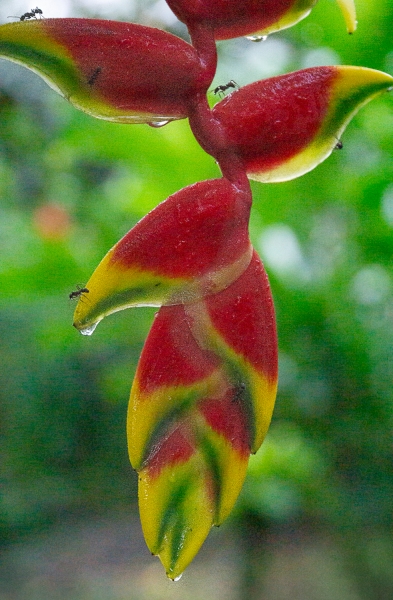 Costa Rica--10