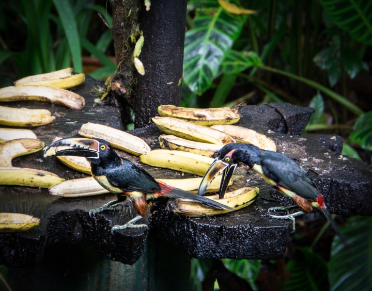 Costa Rica--12