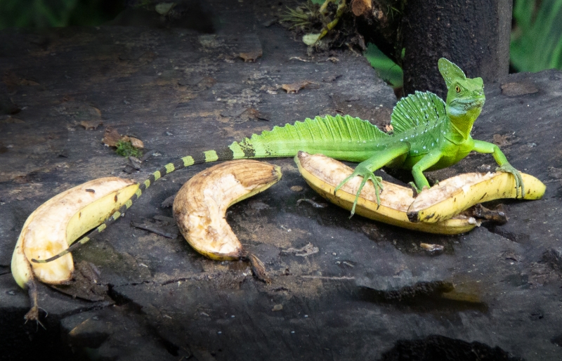 Costa Rica--16