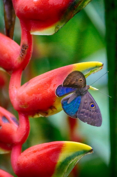 Costa Rica--18