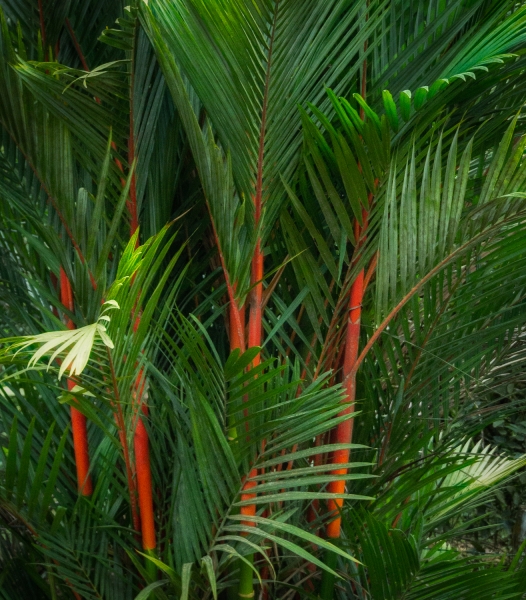 Costa Rica--19