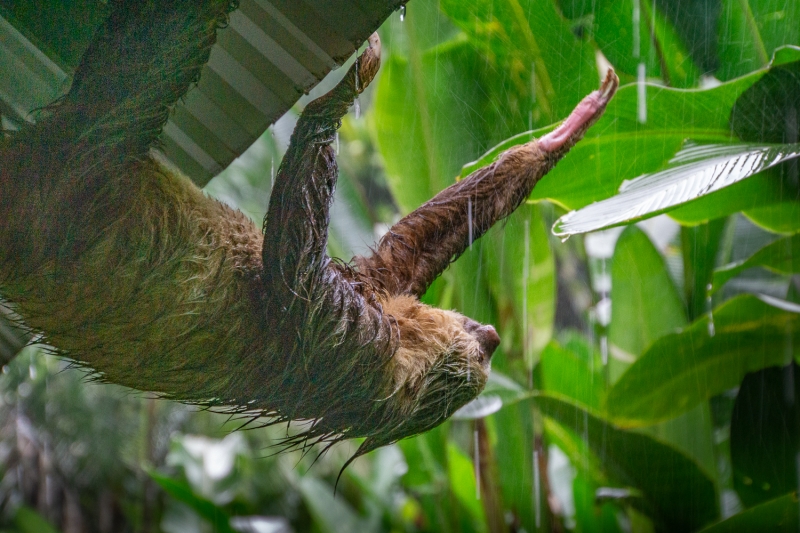 Costa Rica-7236