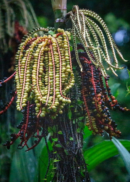 Costa Rica-7501