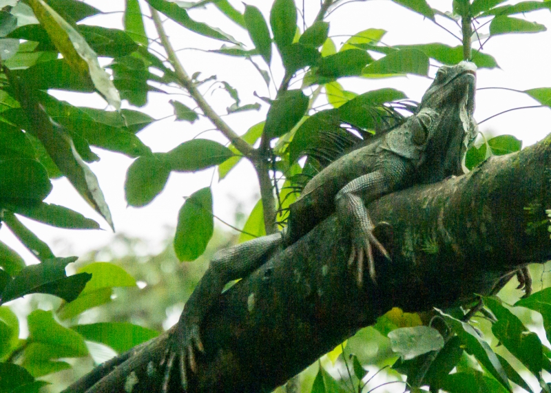 Costa Rica-7547