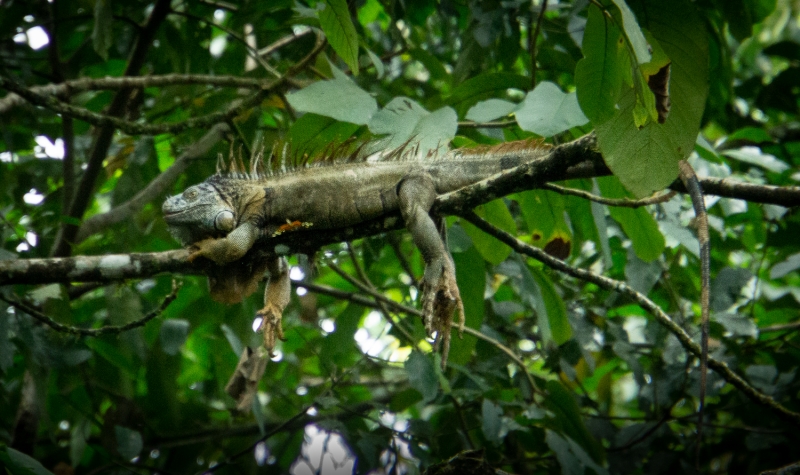 Costa Rica-7633