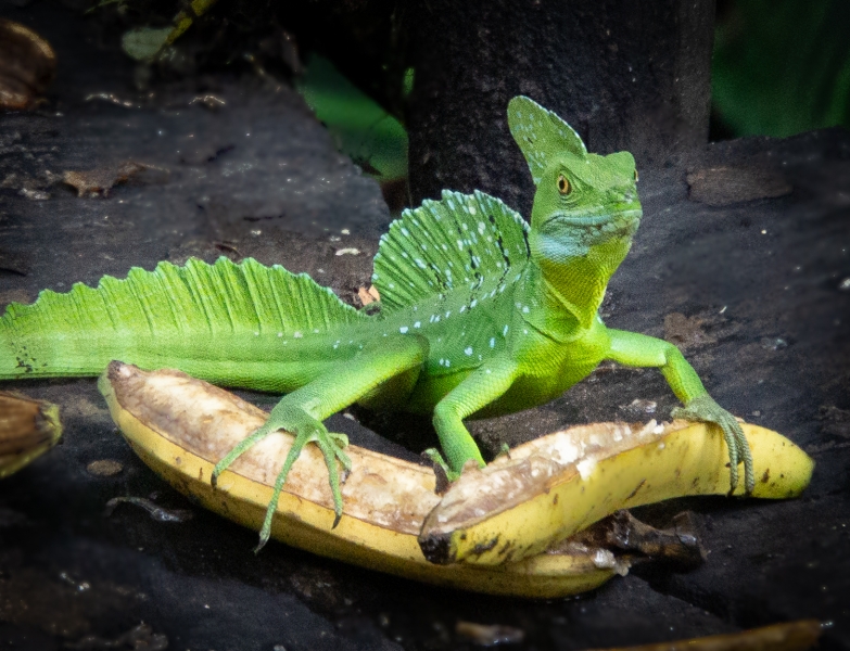 Costa Rica-7644