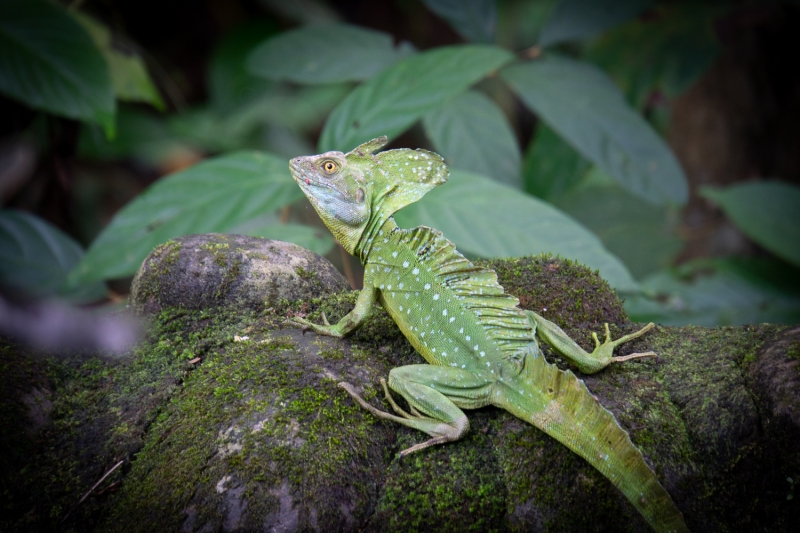Costa Rica-7664