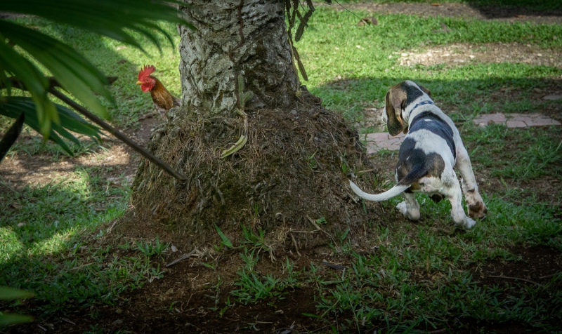 Costa Rica-7800