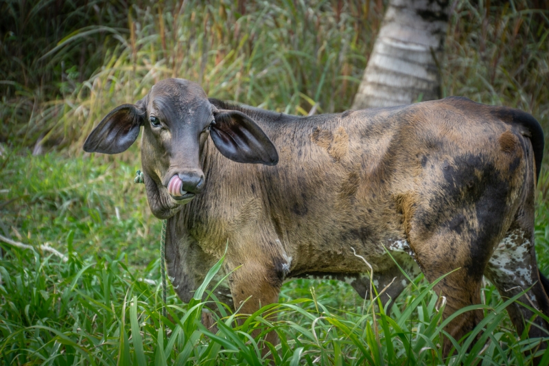 Costa Rica-7823