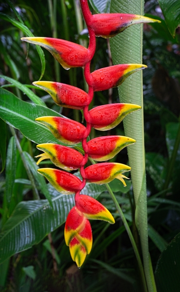 Costa Rica--8