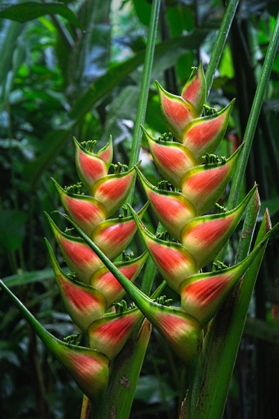 Costa Rica--9