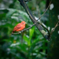 Costa Rica-7552