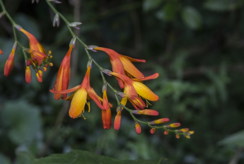 Ecuador Cloud Forest-0012