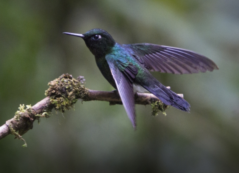 Ecuador Cloud Forest-0079