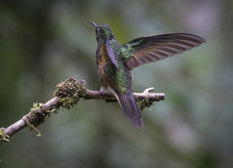 Ecuador Cloud Forest-0102