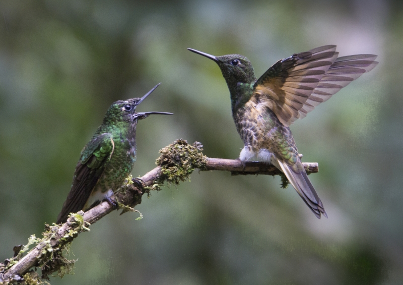Ecuador Cloud Forest-0163