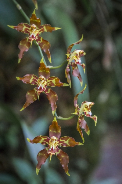 Ecuador Cloud Forest-9799