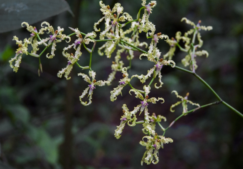 Ecuador Cloud Forest-9813