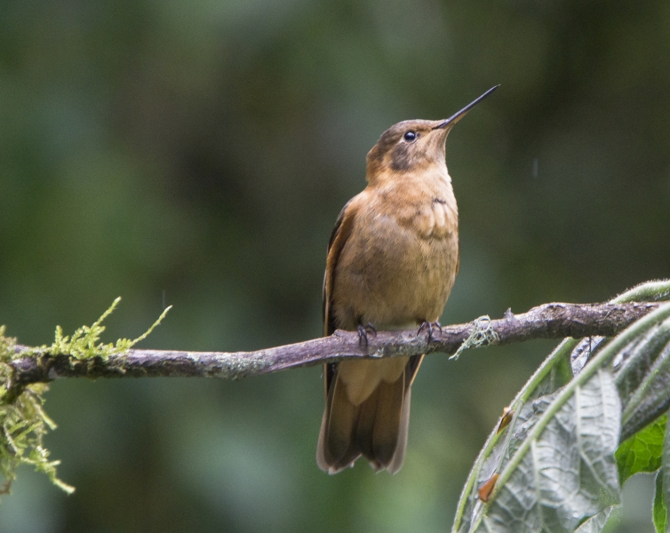 Ecuador Cloud Forest-9853