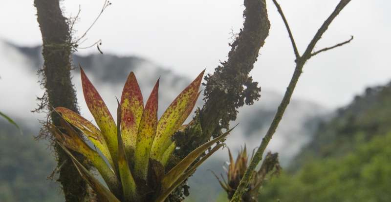 Ecuador Cloud Forest-9970