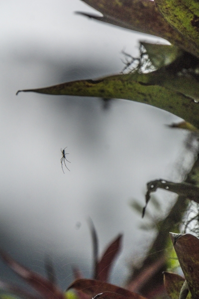 Ecuador Cloud Forest-9987
