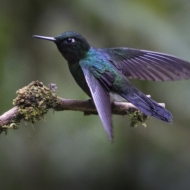 Ecuador Cloud Forest-0079