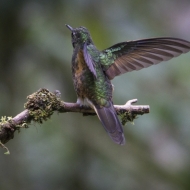 Ecuador Cloud Forest-0102