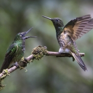 Ecuador Cloud Forest-0163