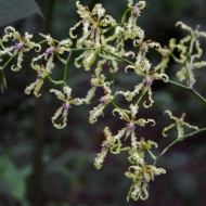 Ecuador Cloud Forest-9813