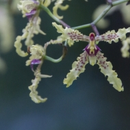 Ecuador Cloud Forest-9827