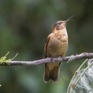 Ecuador Cloud Forest-9853