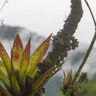 Ecuador Cloud Forest-9970
