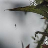 Ecuador Cloud Forest-9987