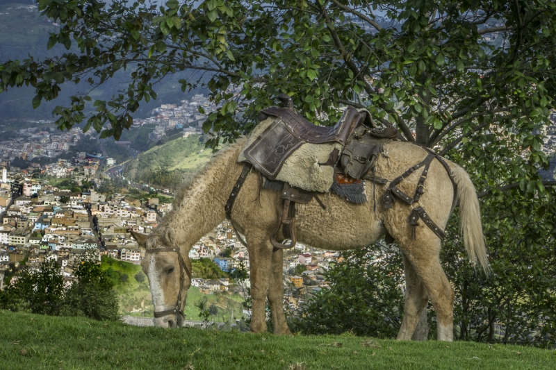 Ecuador -6309
