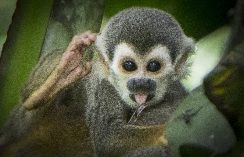 Ecuador -8591