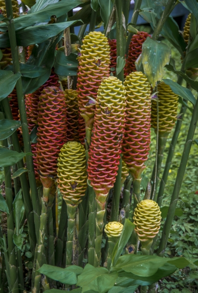 Ecuador -8916