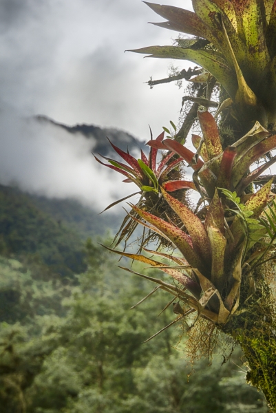 Ecuador Cloud Forest-9984_HDR