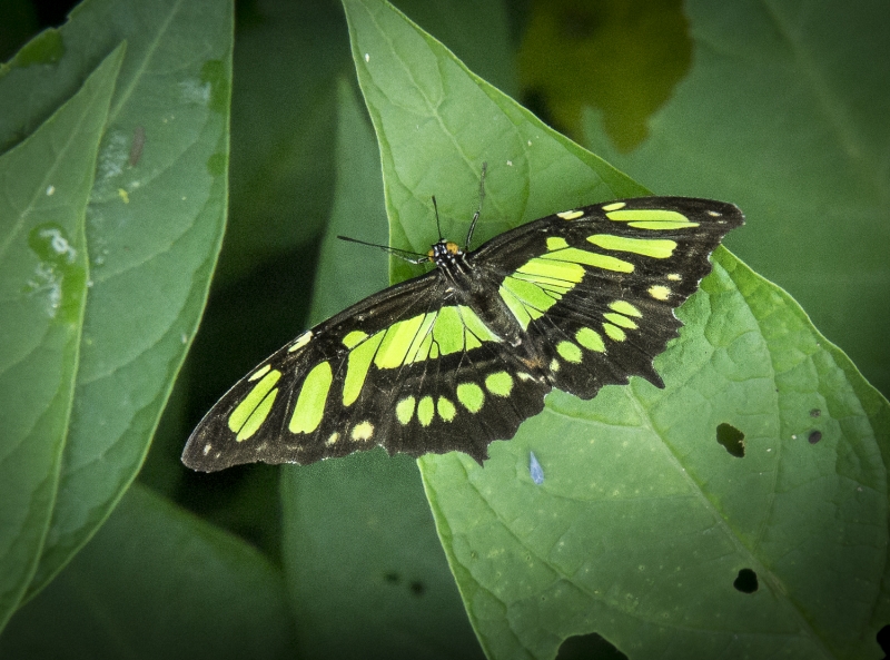 Rainforest-8223