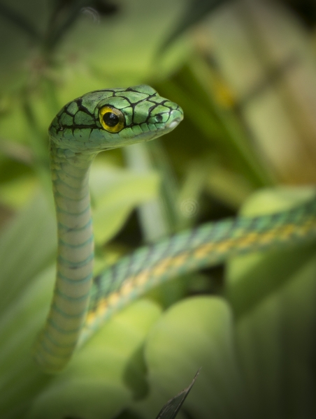 Rainforest-8706