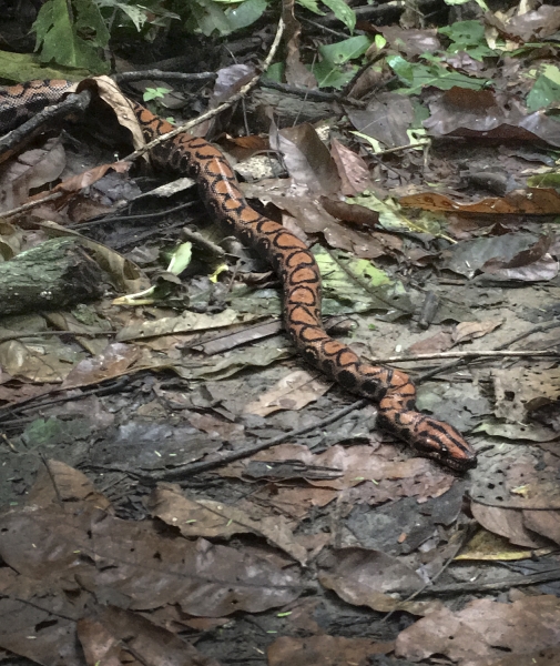 boa constrictor