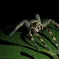 Ecuador -9034