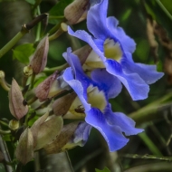 Ecuador -9637_HDR