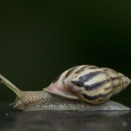 Ecuador -9649