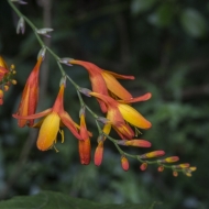 Ecuador Cloud Forest-0012